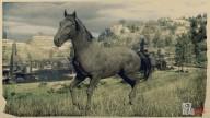 Rd r2 horses american standardbred black american standardbred 29 3118 360