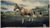 Palomino Dapple American Standardbred