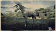 Rd r2 horses andalusian horse rose grey andalusian horse 1 3127 360