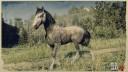 Rd r2 horses andalusian horse rose grey andalusian horse 2 3128 360