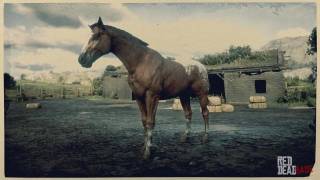 Appaloosa