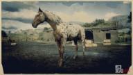 Rd r2 horses appaloosa brown leopard appaloosa 2 3132 360