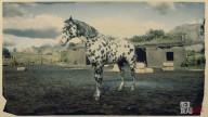 Rd r2 horses appaloosa leopard appaloosa 25 3134 360