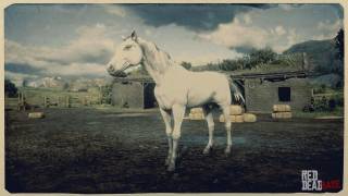 Arabian Horse