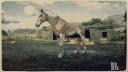 Mealy Chestnut Belgian Horse