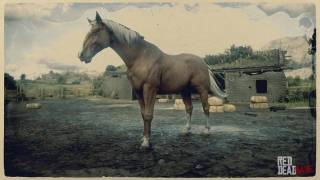 Hungarian Halfbred