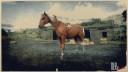 Rd r2 horses kentucky saddler chestnut pinto kentucky saddler 2 3164 360