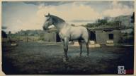 Rd r2 horses kentucky saddler grey kentucky saddler 1 3165 360