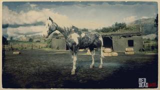Missouri Fox Trotter
