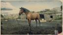 Rd r2 horses morgan horse bay morgan horse 1 3173 360