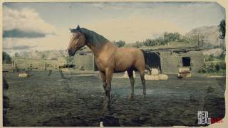 Morgan Horse