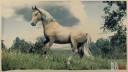 Palomino Morgan Horse