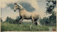 Rd r2 horses morgan horse palomino morgan horse 1 3179 360