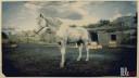 White Roan Nokota Horse