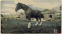 Rd r2 horses shire horse dark bay shire horse 1 3193 360