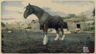 Dark Bay Shire Horse