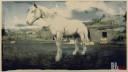 Rd r2 horses shire horse light grey shire horse 2 3196 360