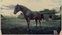 Red Chestnut Suffolk Punch Horse