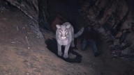 RDR2 Animal WhiteCougar 1