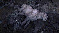 RDR2 Animal WhiteCougar 3