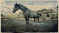 RDR2 Horses TennesseeWalker BlackRabicanoTennesseeWalker 1