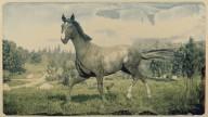 RDR2 Horses TennesseeWalker BlackRabicanoTennesseeWalker 2