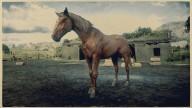 RDR2 Horses TennesseeWalker ChestnutTennesseeWalker 2