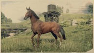 RDR2 Horses Thoroughbred BloodBayThoroughbred 26