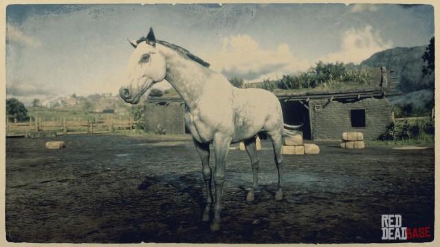 Dapple Grey Thoroughbred - RDR2 Horse