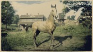 RDR2 Horses TurkomanHorse GoldTurkomanHorse 1