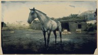 RDR2 Horses TurkomanHorse SilverTurkomanHorse 1