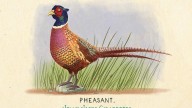 RDR2 CigaretteCards Animals 10 Pheasant