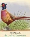 RDR2 CigaretteCards Animals 10 Pheasant