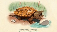 RDR2 CigaretteCards Animals 11 AlligatorSnappingTurtle