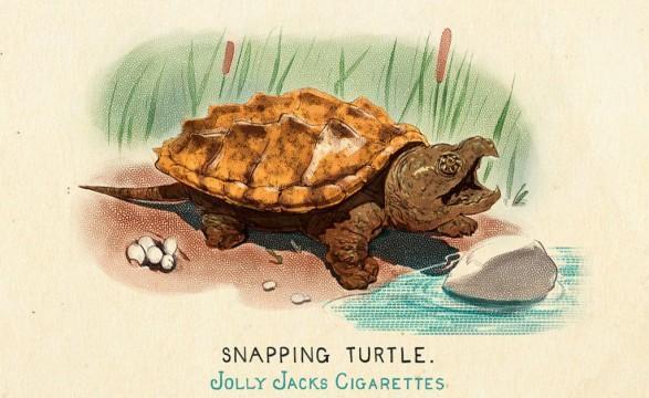 RDR2 CigaretteCards Animals 11 AlligatorSnappingTurtle