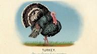 RDR2 CigaretteCards Animals 12 Turkey