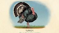 RDR2 CigaretteCards Animals 12 Turkey