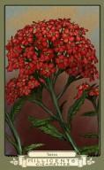 RDR2 CigaretteCards Plants 4