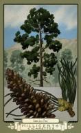 RDR2 CigaretteCards Plants 7