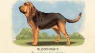 RDR2 CigaretteCards Animals 2 Bloodhound