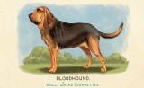RDR2 CigaretteCards Animals 2 Bloodhound