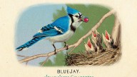 RDR2 CigaretteCards Animals 3 BlueJay