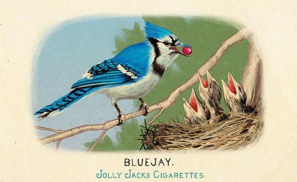 RDR2 CigaretteCards Animals 3 BlueJay
