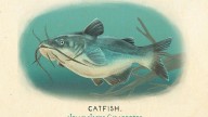 RDR2 CigaretteCards Animals 4 ChannelCatfish