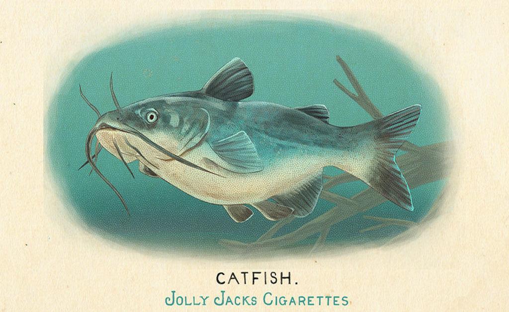 Channel Catfish Red Dead Redemption 2 Animals Species Wildlife.