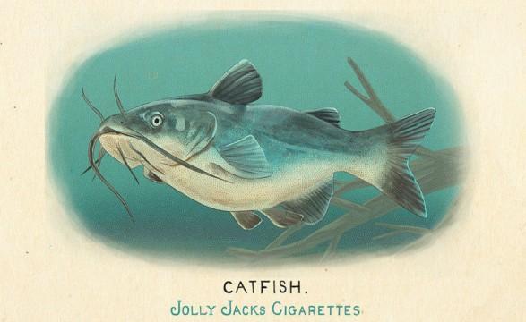 RDR2 CigaretteCards Animals 4 ChannelCatfish