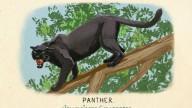 RDR2 CigaretteCards Animals 8 Panther