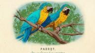 RDR2 CigaretteCards Animals 9 Parrot BlueAndYellowMacaw