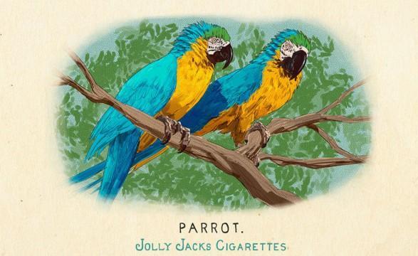 RDR2 CigaretteCards Animals 9 Parrot BlueAndYellowMacaw