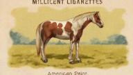 RDR2 CigaretteCards Horses AmericanPaintHorse
